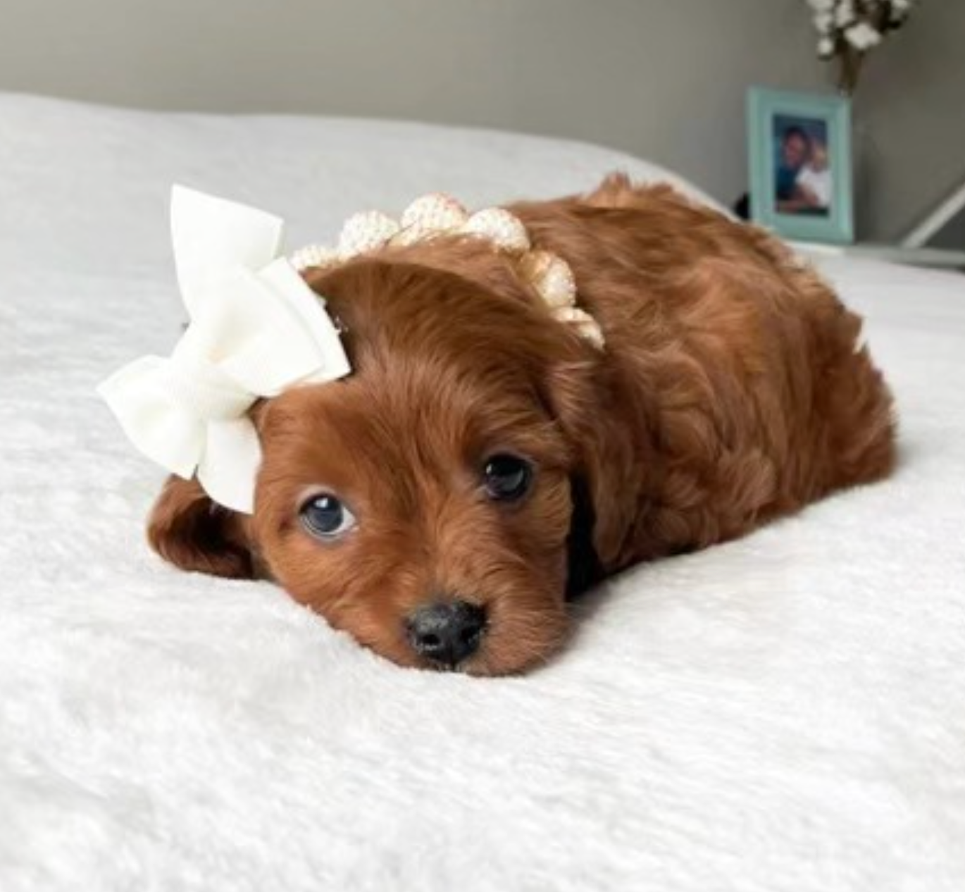 Lucky Doodle Pups gallery photo 11