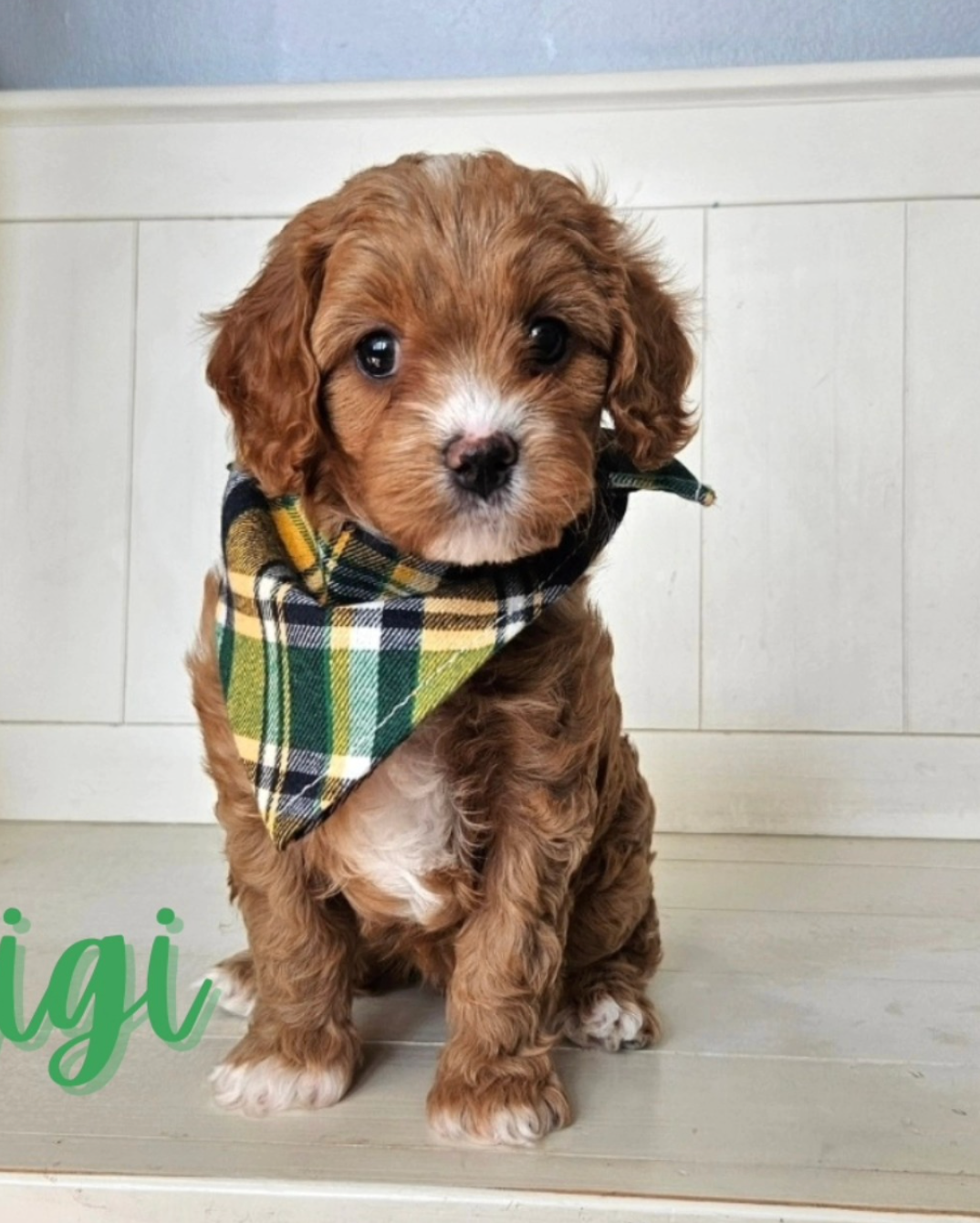 Lucky Doodle Pups gallery photo 4