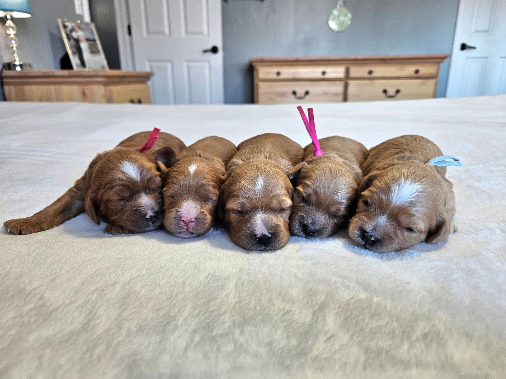 Lucky Doodle Pups gallery photo 12