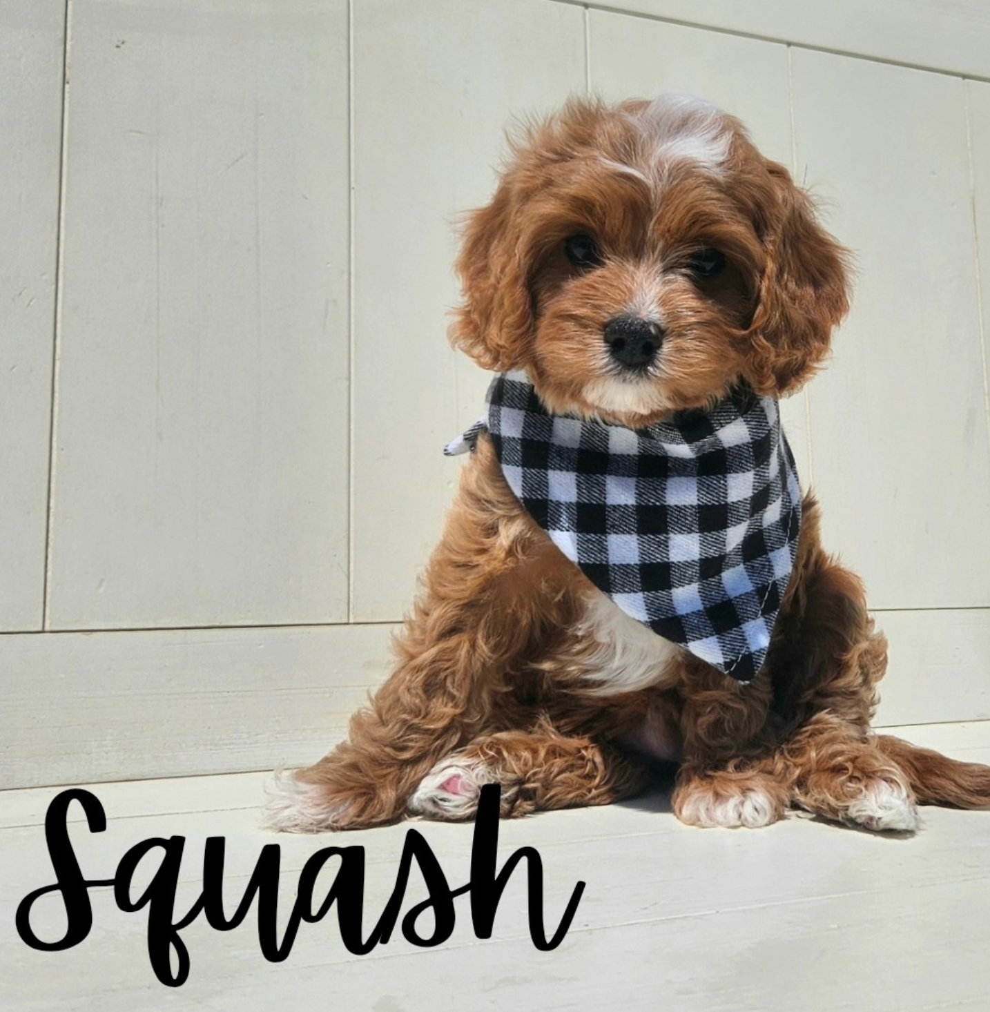 Lucky Doodle Pups gallery photo 6