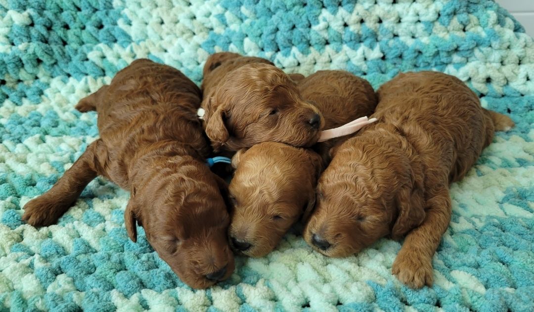 Lucky Doodle Pups gallery photo 13