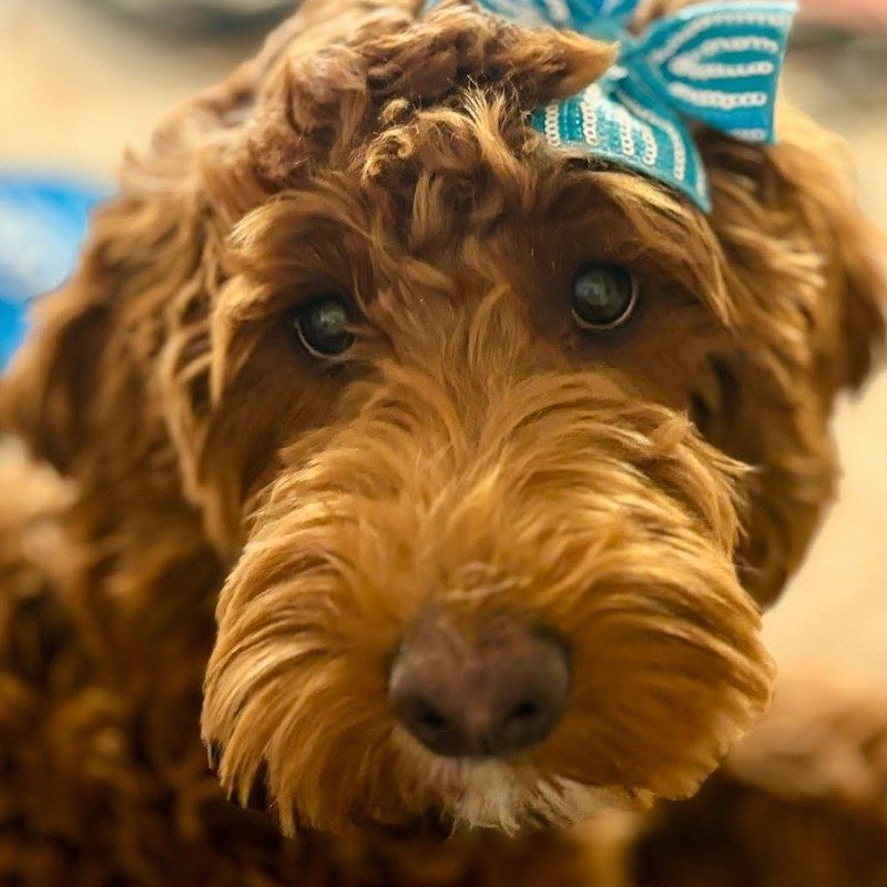 Marlee — Goldendoodle