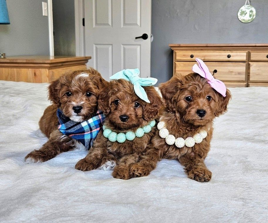 Lucky Doodle Pups gallery photo 21
