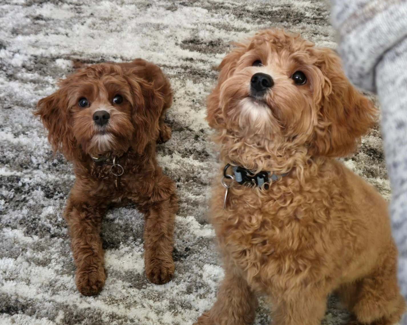 Lucky Doodle Pups gallery photo 5