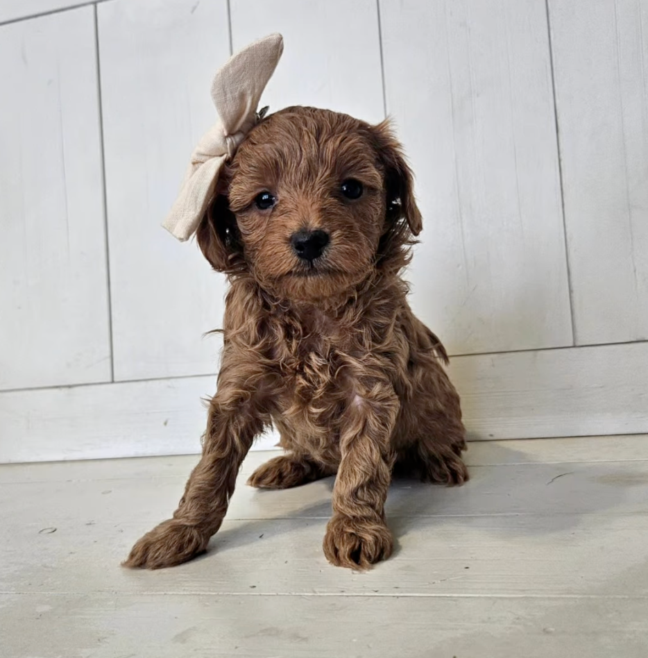 Ruby - Lucky Doodle Pups puppy