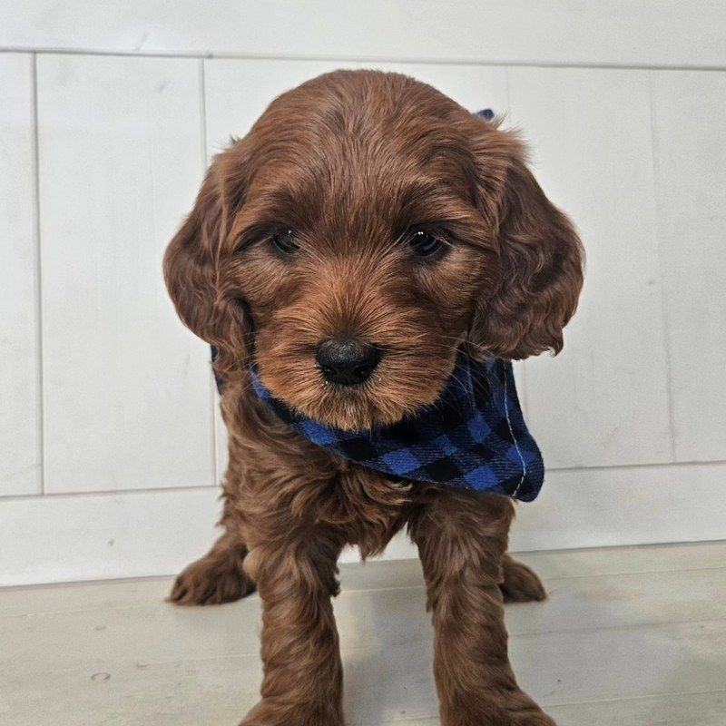 Oregano - Lucky Doodle Pups puppy