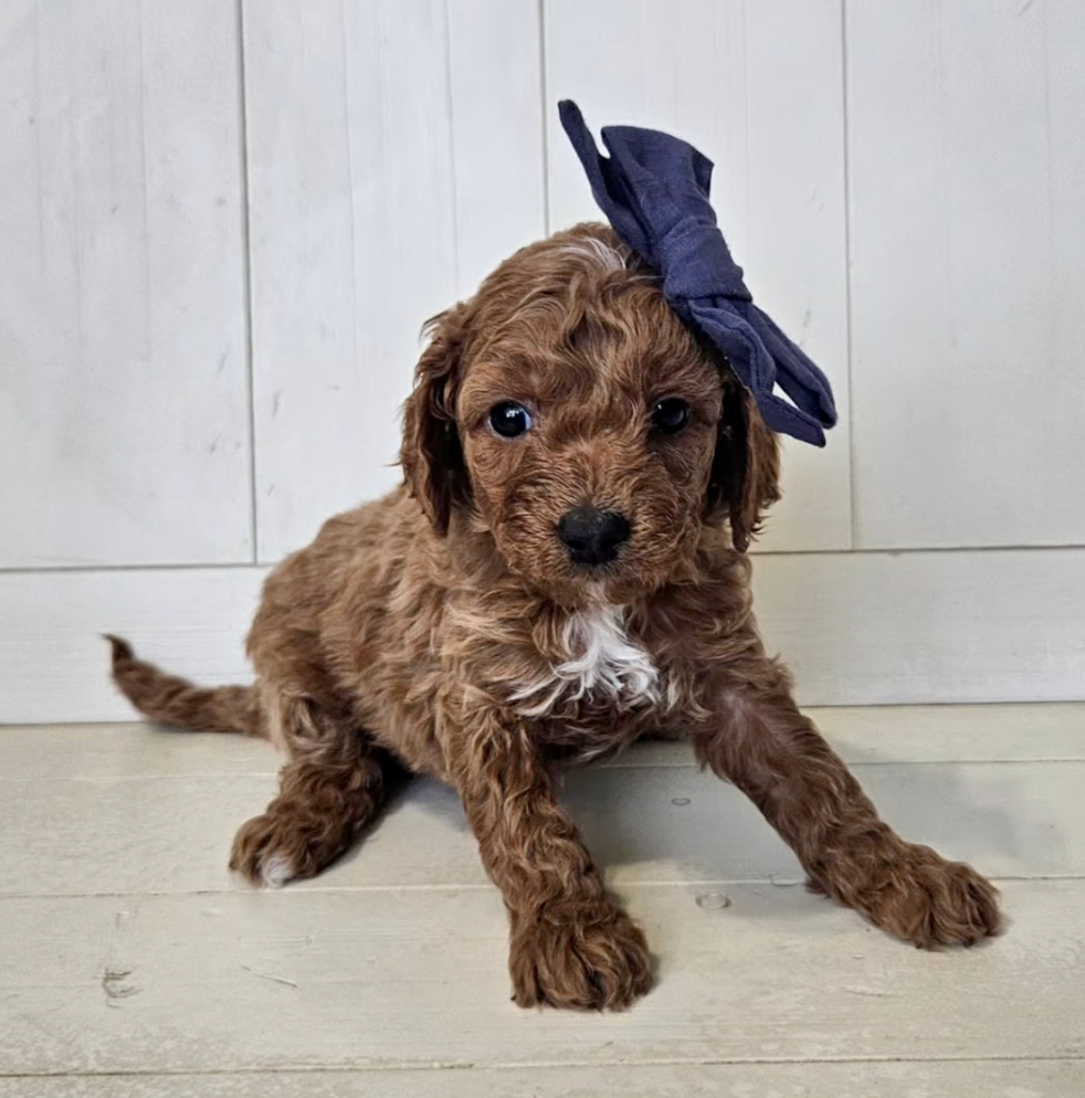 Sapphire - Lucky Doodle Pups puppy