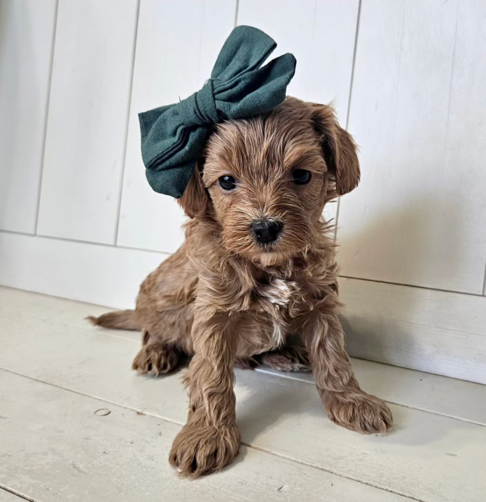 Emerald - Lucky Doodle Pups puppy