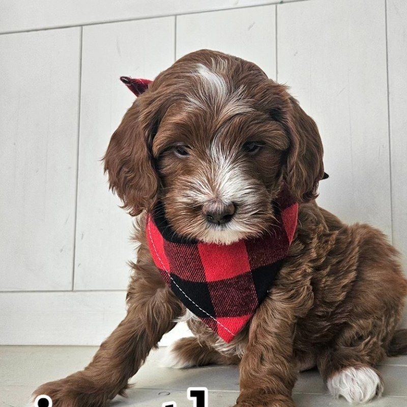 Chipotle - Lucky Doodle Pups puppy