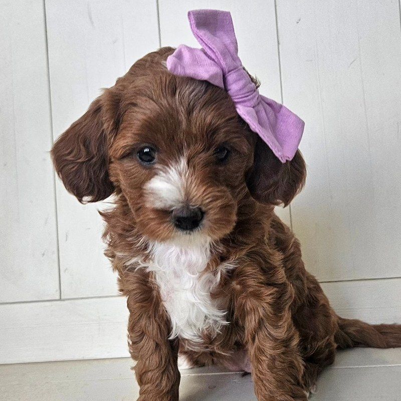 Nutmeg - Lucky Doodle Pups puppy