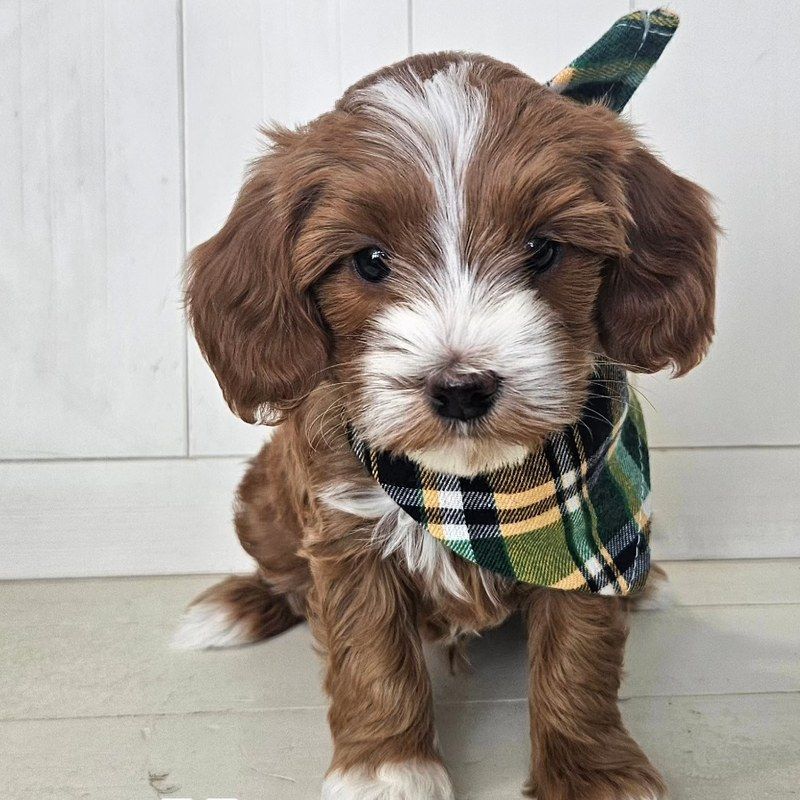Dill - Lucky Doodle Pups puppy