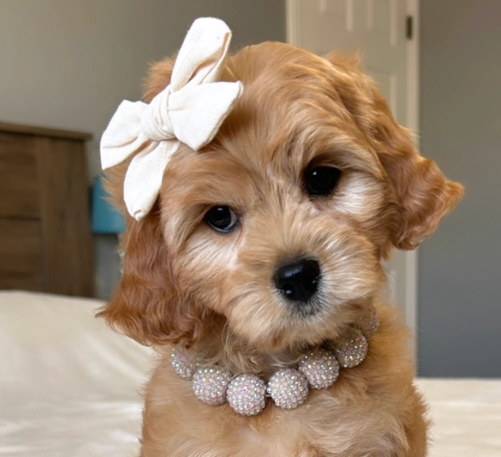 Lucky Doodle Pups gallery photo 8