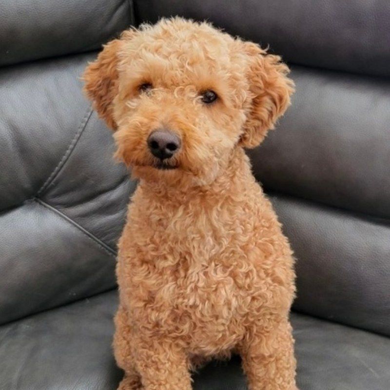 Lucy — Goldendoodle