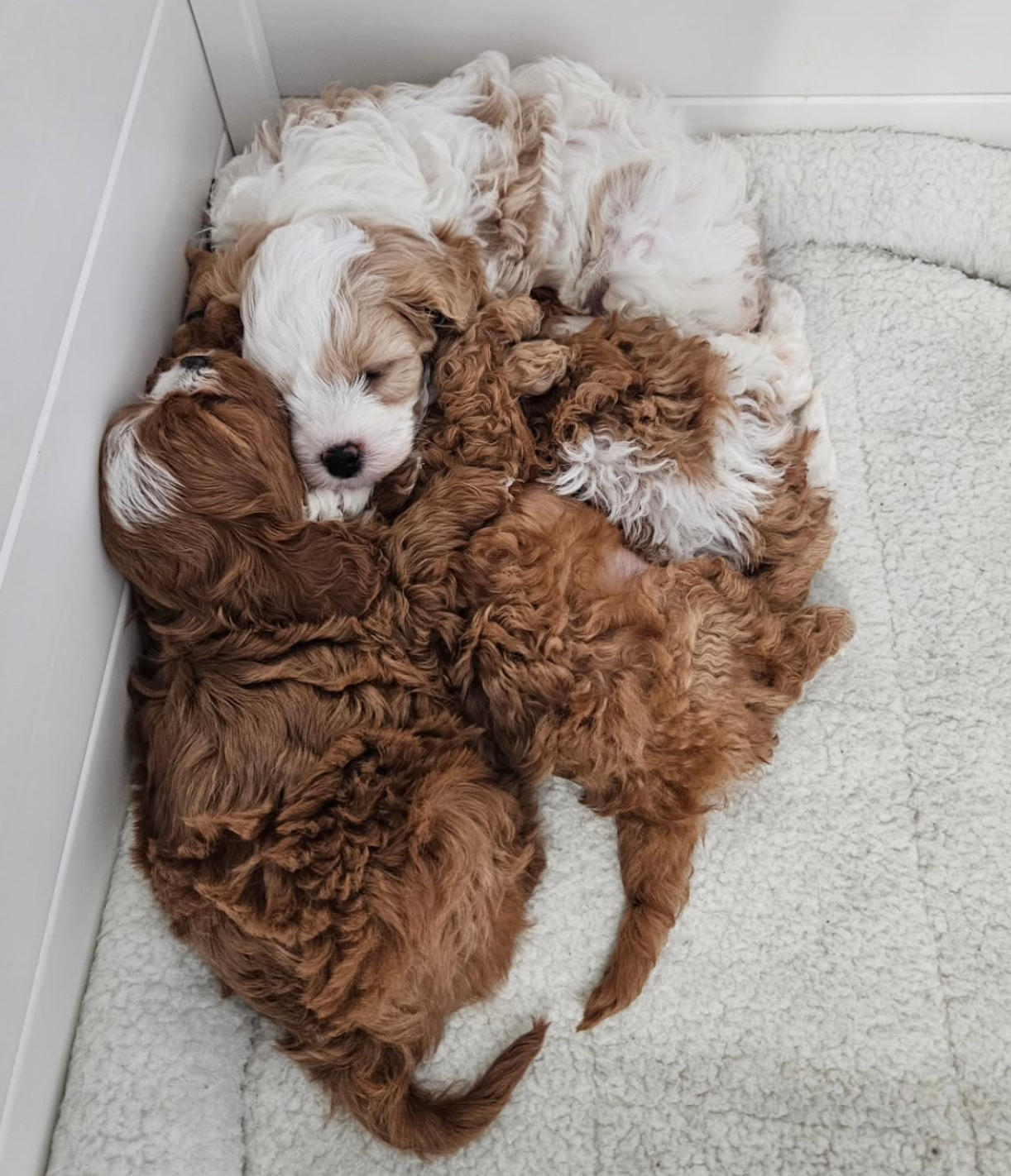 Lucky Doodle Pups gallery photo 2