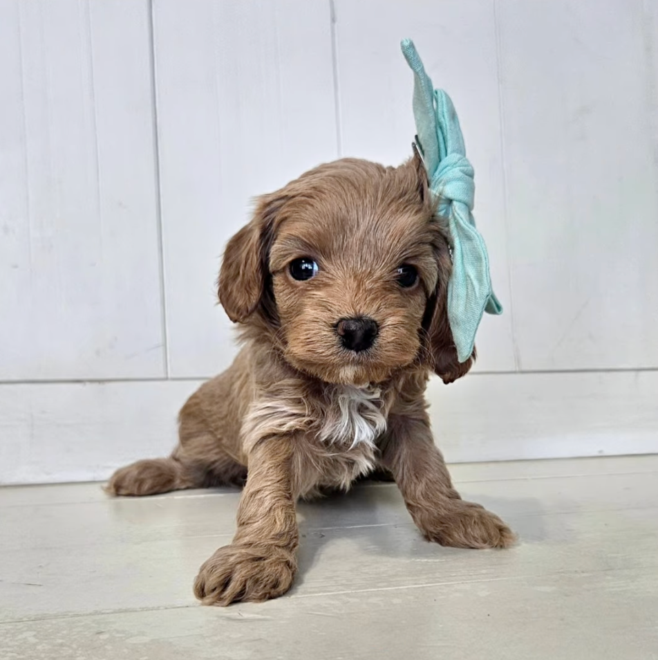 Jade - Lucky Doodle Pups puppy