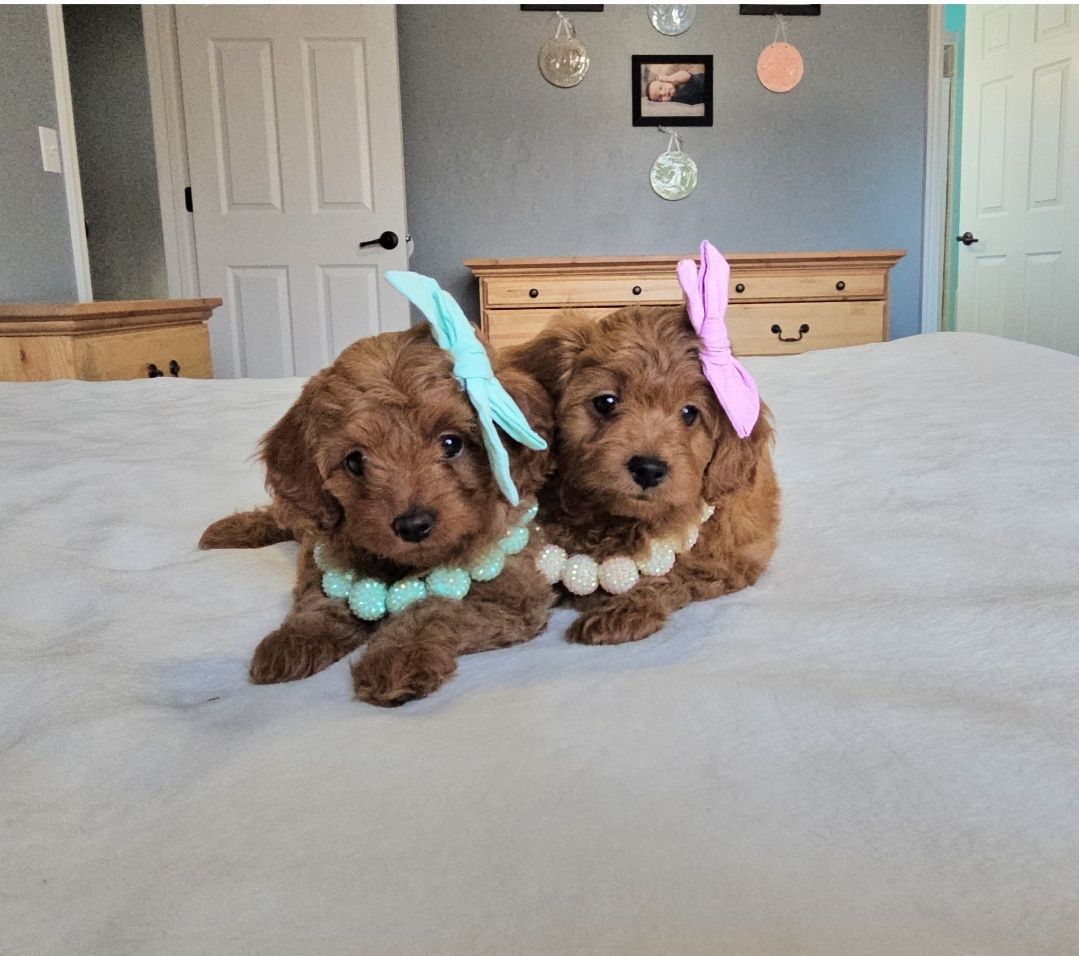 Lucky Doodle Pups gallery photo 14