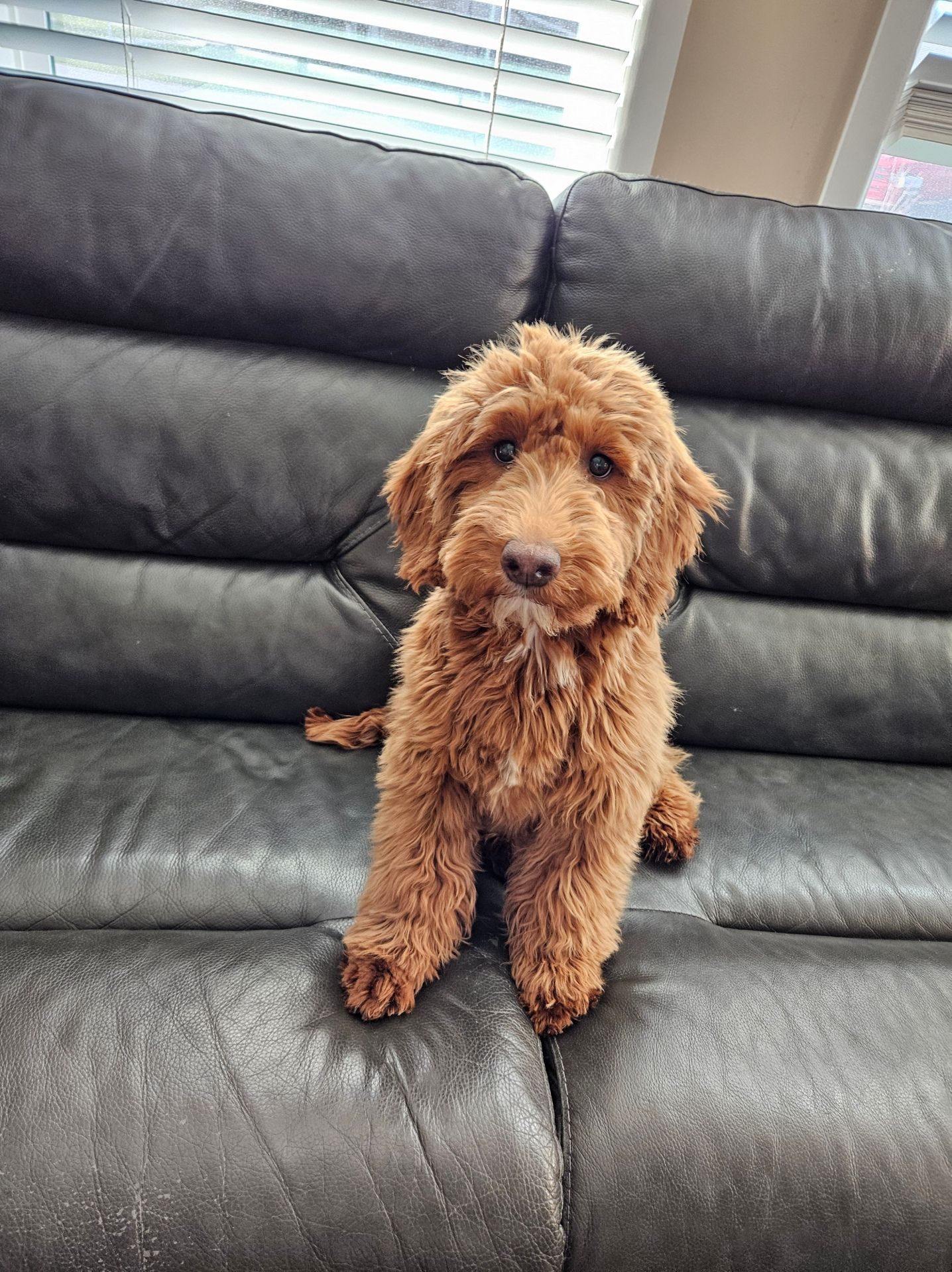 Lucky Doodle Pups gallery photo 17