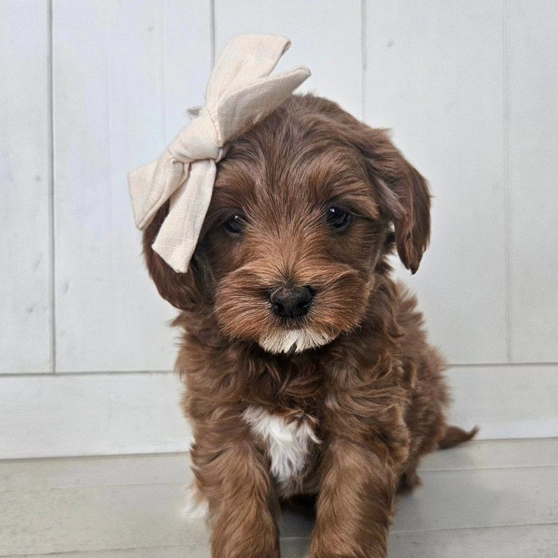 Cinnamon - Lucky Doodle Pups puppy