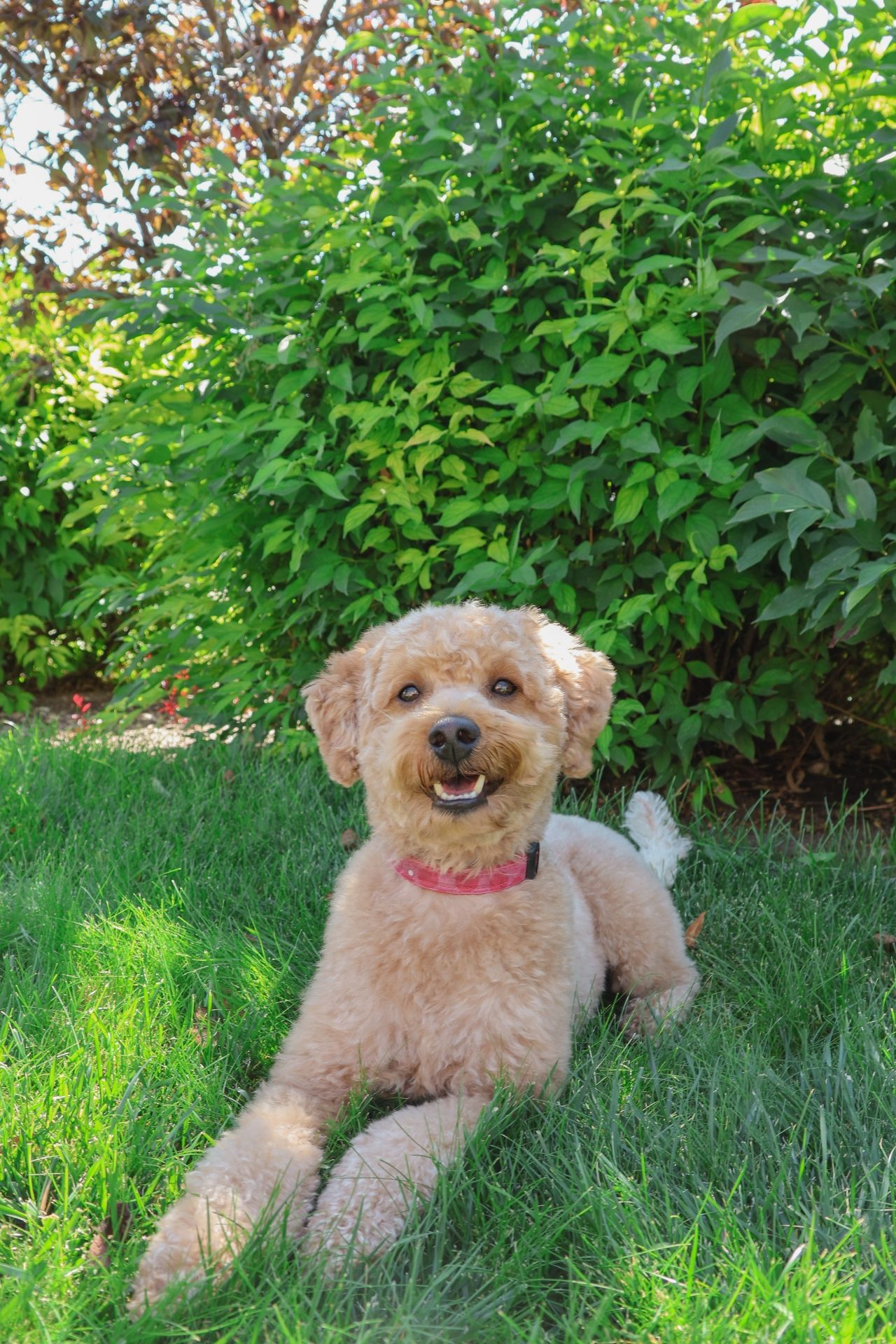 Lucky Doodle Pups gallery photo 15