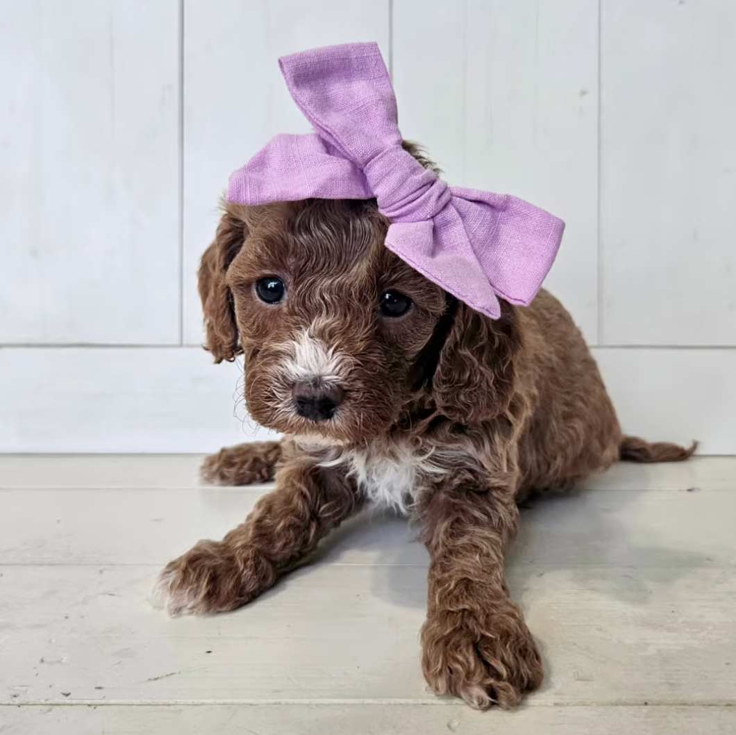 Pearl - Lucky Doodle Pups puppy