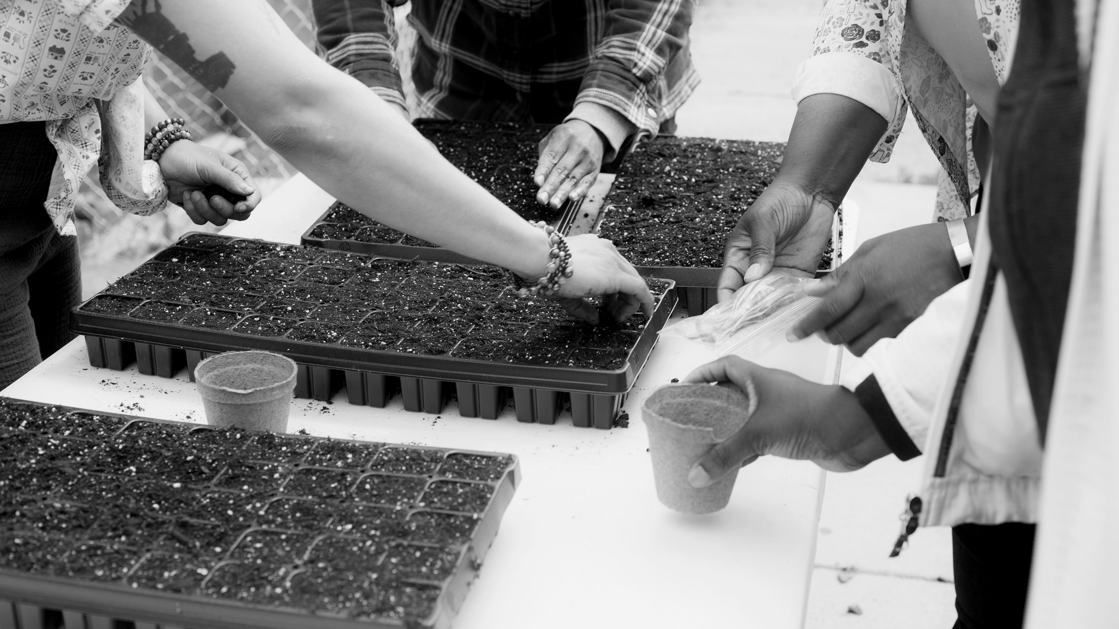 black and white image of people planting seeds