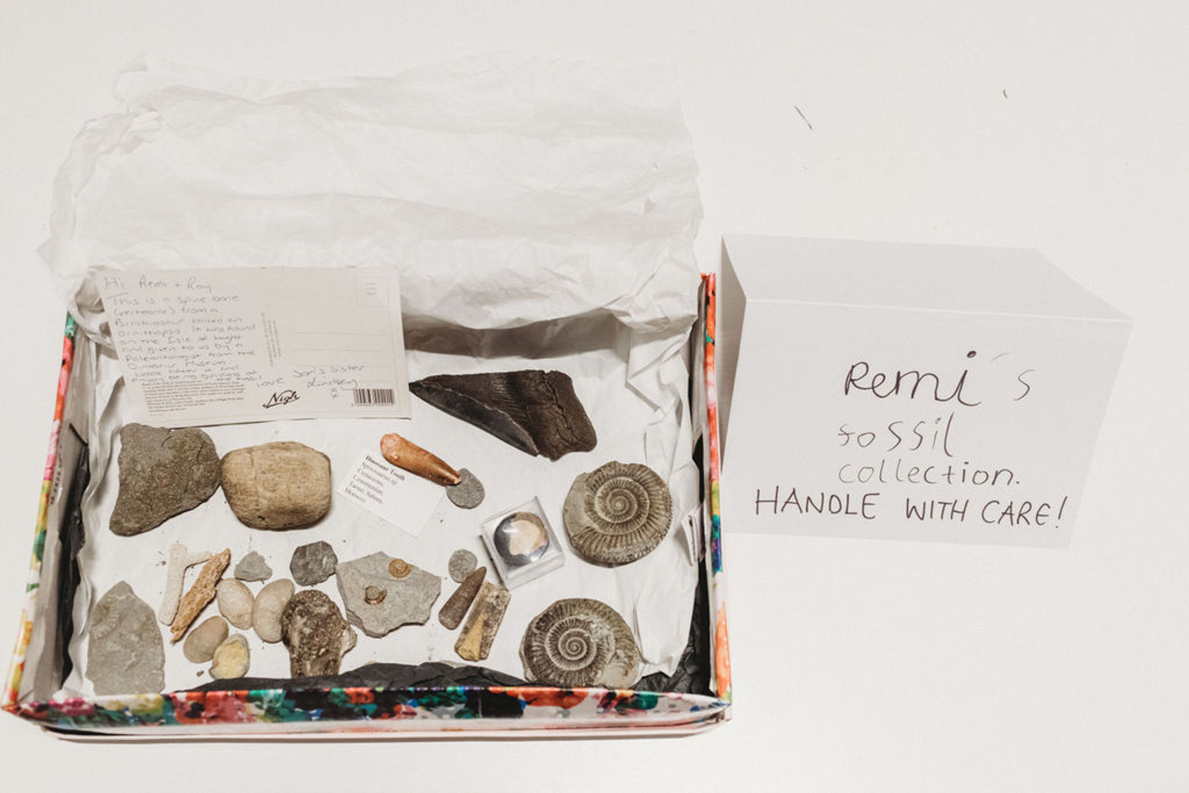 A collection of fossils in a small box.