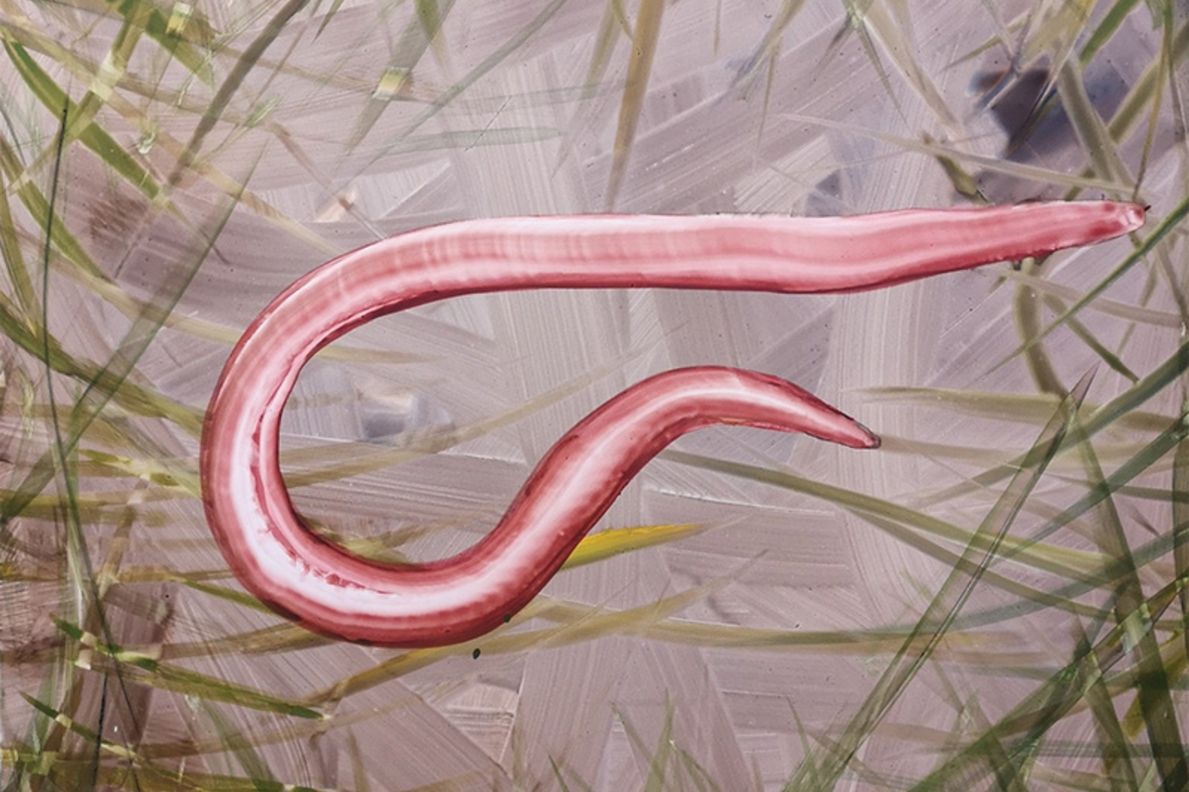 Rachel Magdeburg, Wisp Slit, 2026, courtesy the artist