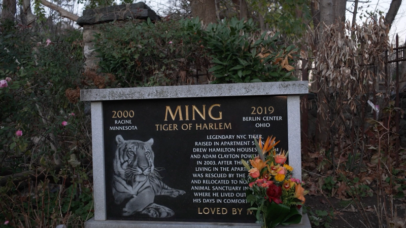 RIP Ming, A Legendary NYC Apartment Tiger - Gothamist