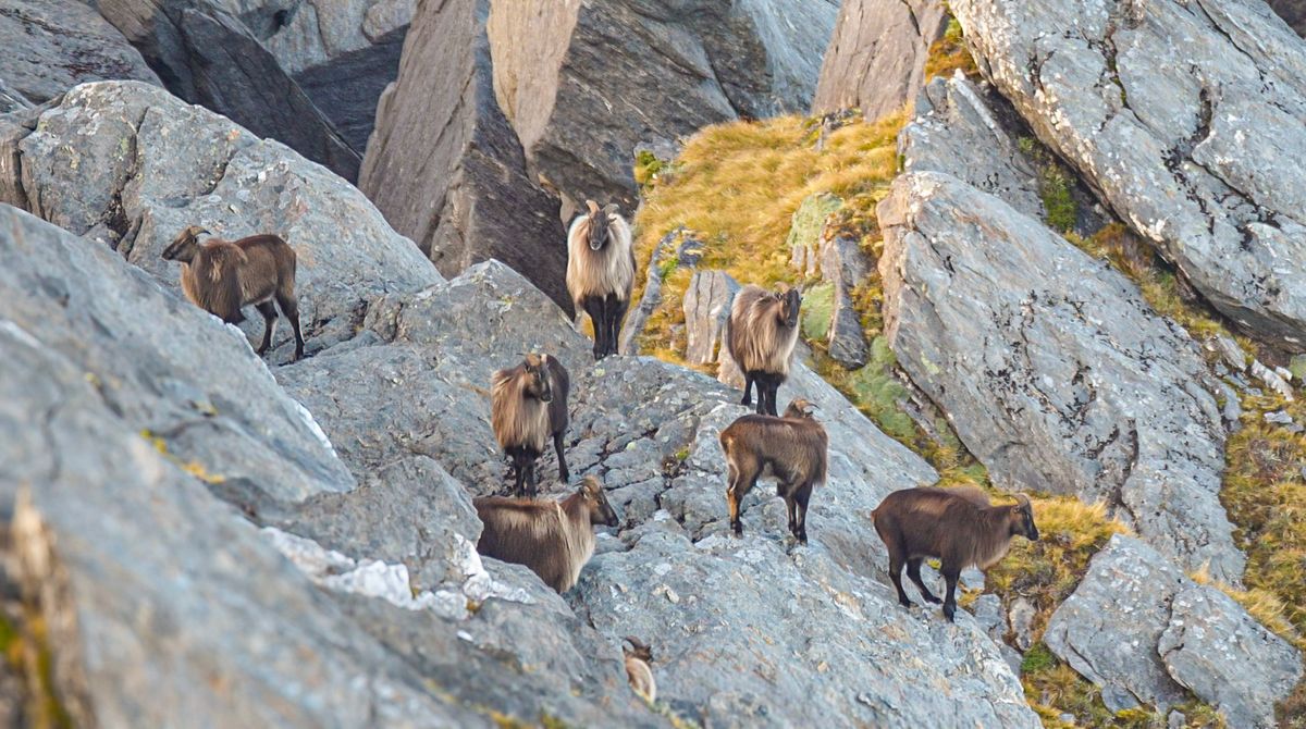 Mob of Himalayan tahr on rocky bluffs at last light, a heavy-maned bull standing watch