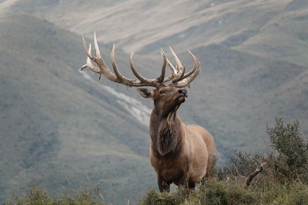 A bull wapiti with a heavy rack stands on a scrubby ridge, head raised, with tussock hill country behind