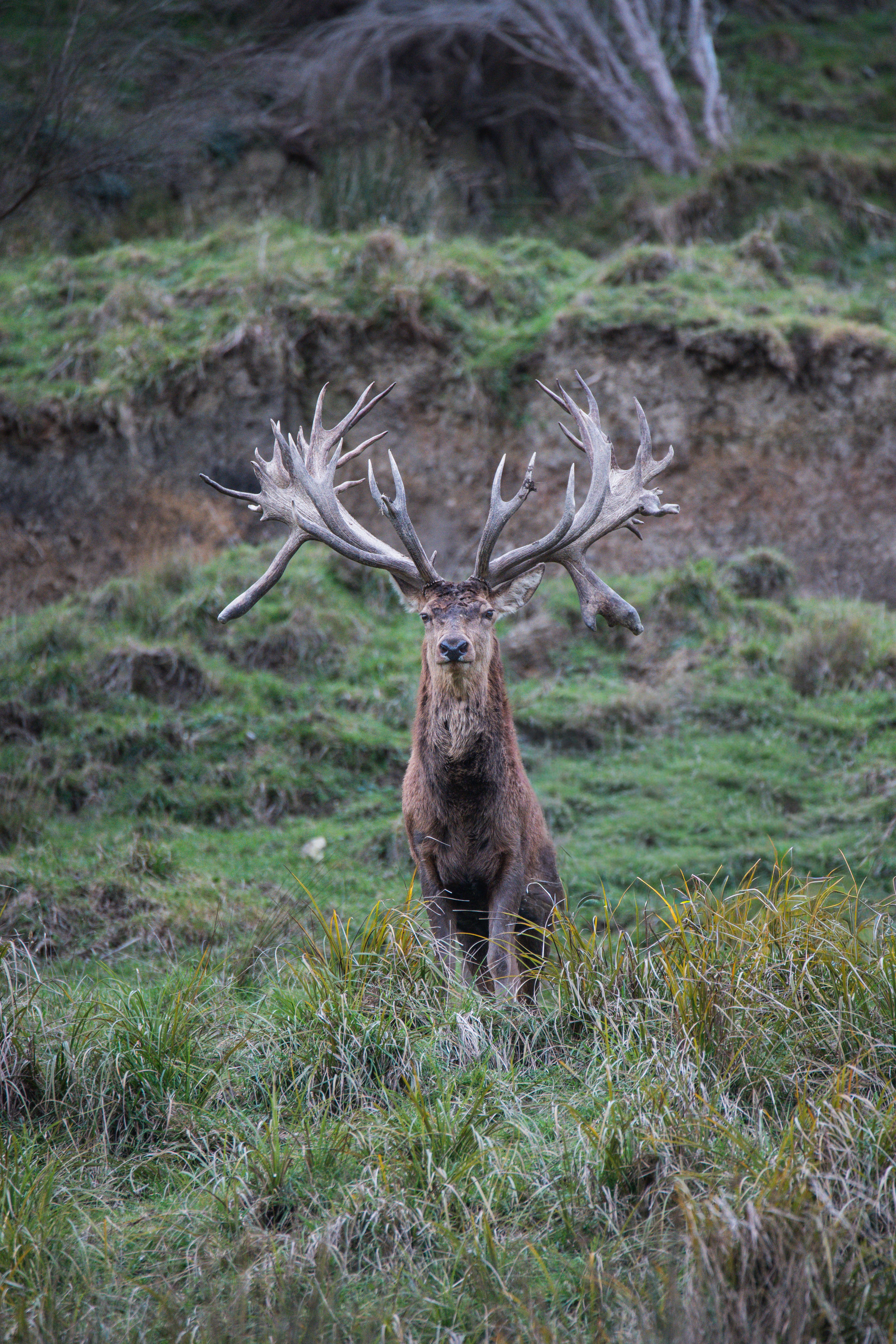 Wide-beamed red stag in hard antler facing the camera on a tussock hill face in New Zealand