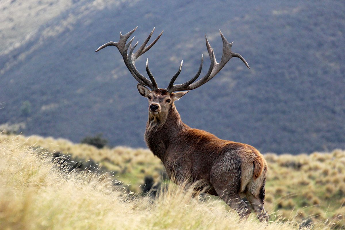 High Peak Hunting NZ gallery photo 1