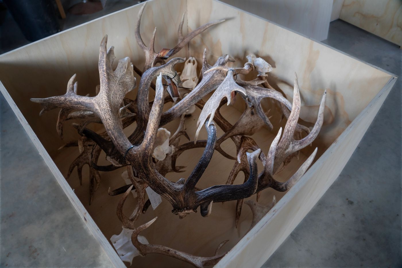 A plywood export crate packed with tagged red deer and fallow antlers on skull plates, wired together for shipping