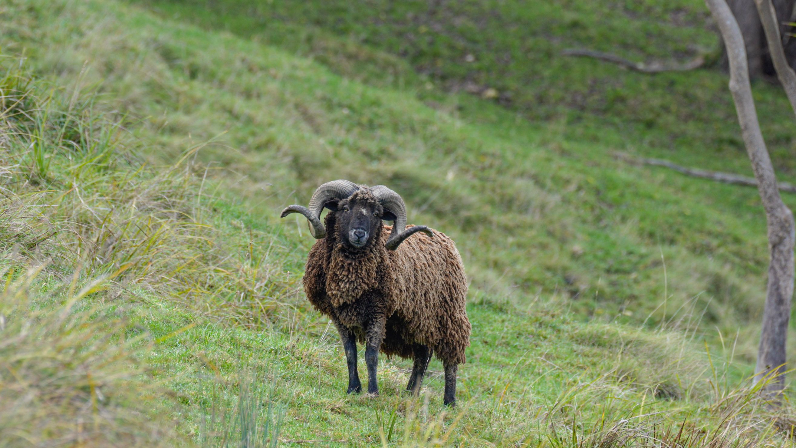 Arapawa ram with curled horns and a shaggy dark fleece on a green hillside