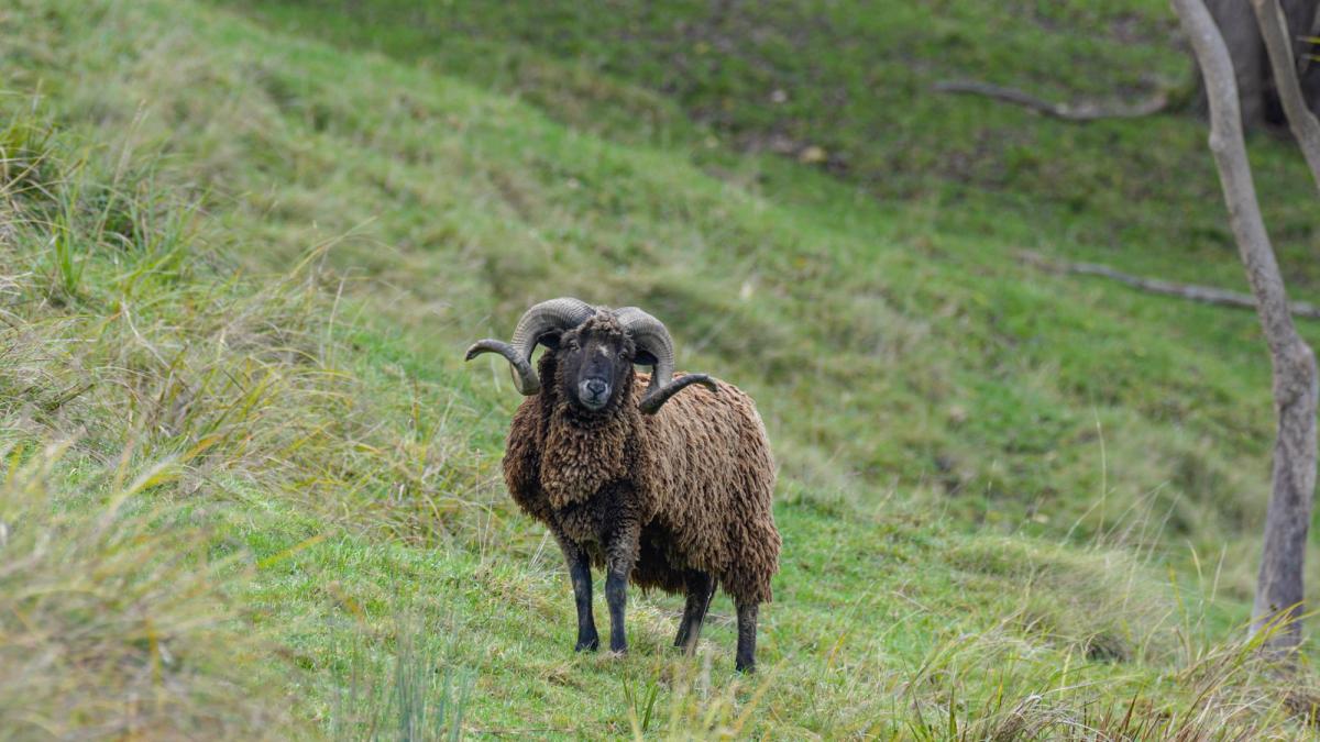 Arapawa ram with curled horns and a shaggy dark fleece on a green hillside