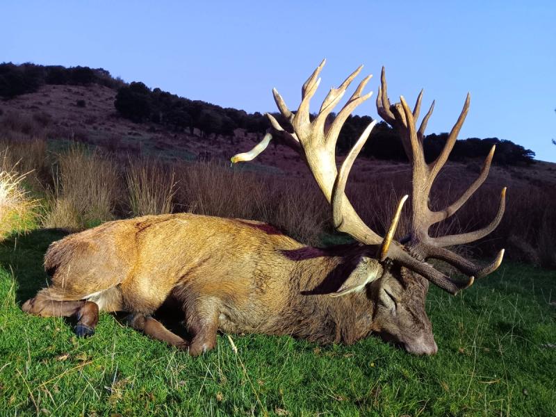 NZantlers Ltd gallery photo 6