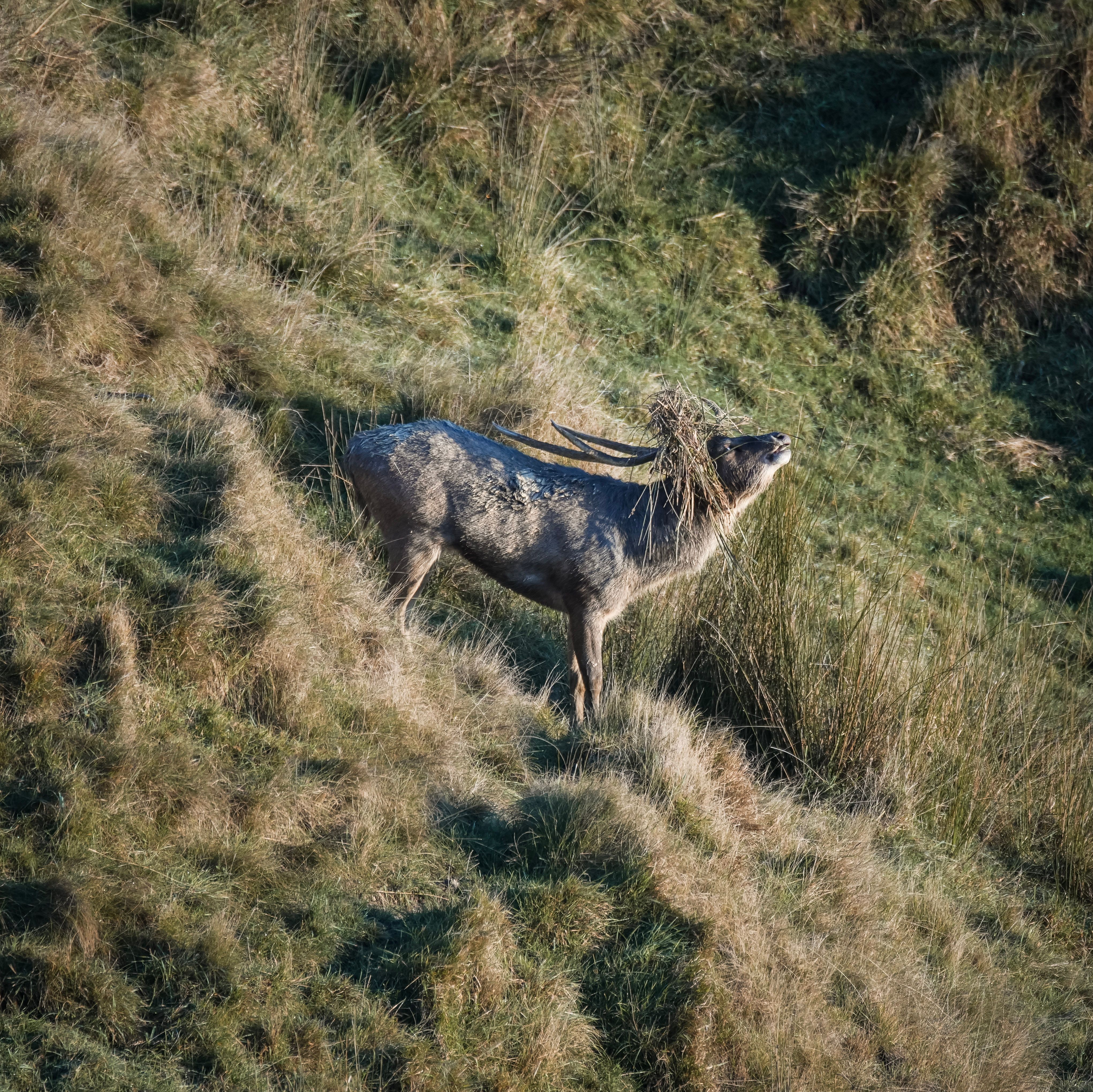 Rusa deer roaring in long grass, titled When to Hunt, roar and rut