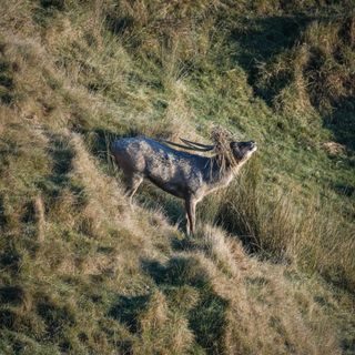 Rusa deer roaring in long grass, titled When to Hunt, roar and rut