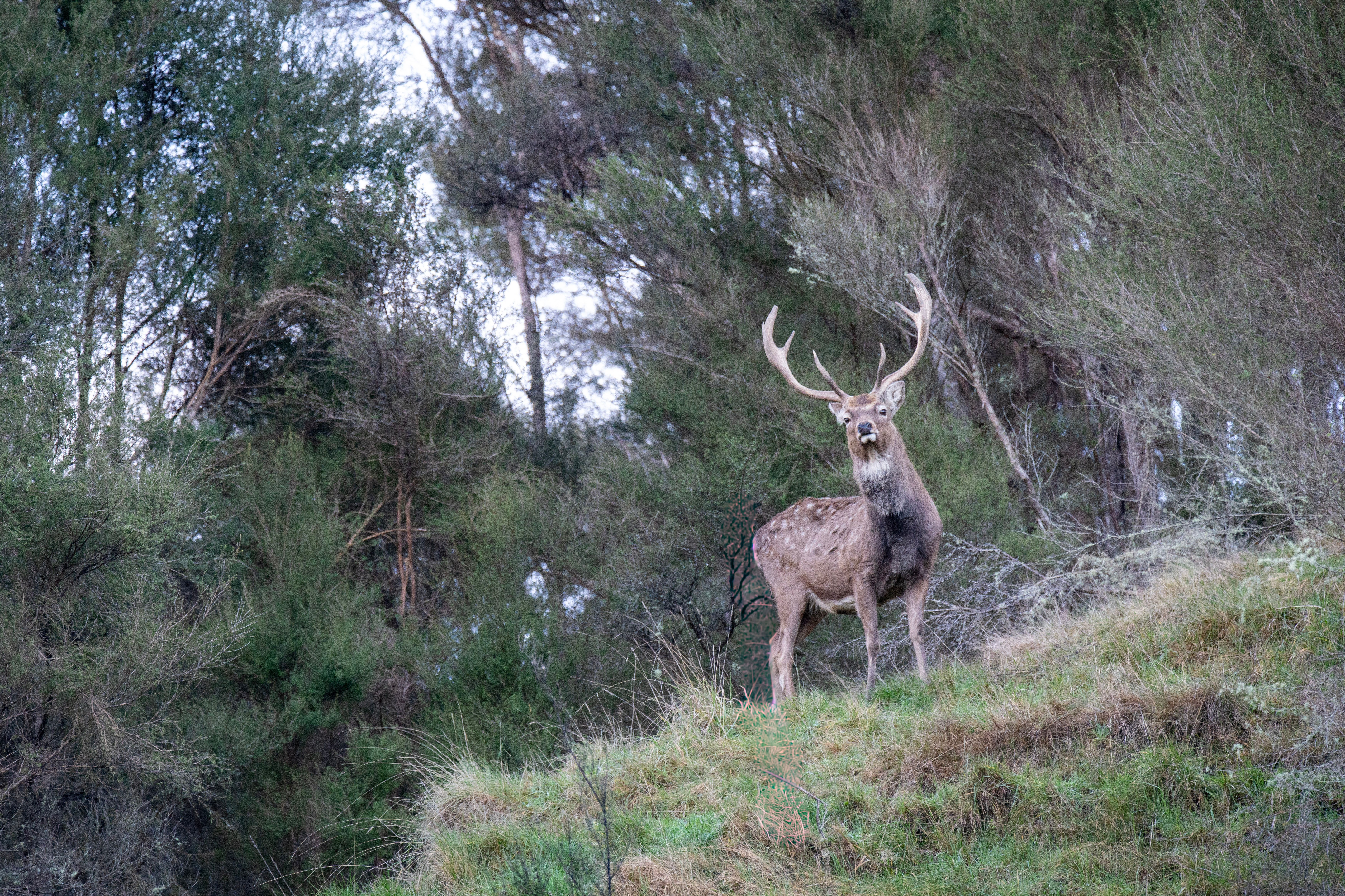 Sika stag in dark winter coat on a bush-edge knoll, antlers up