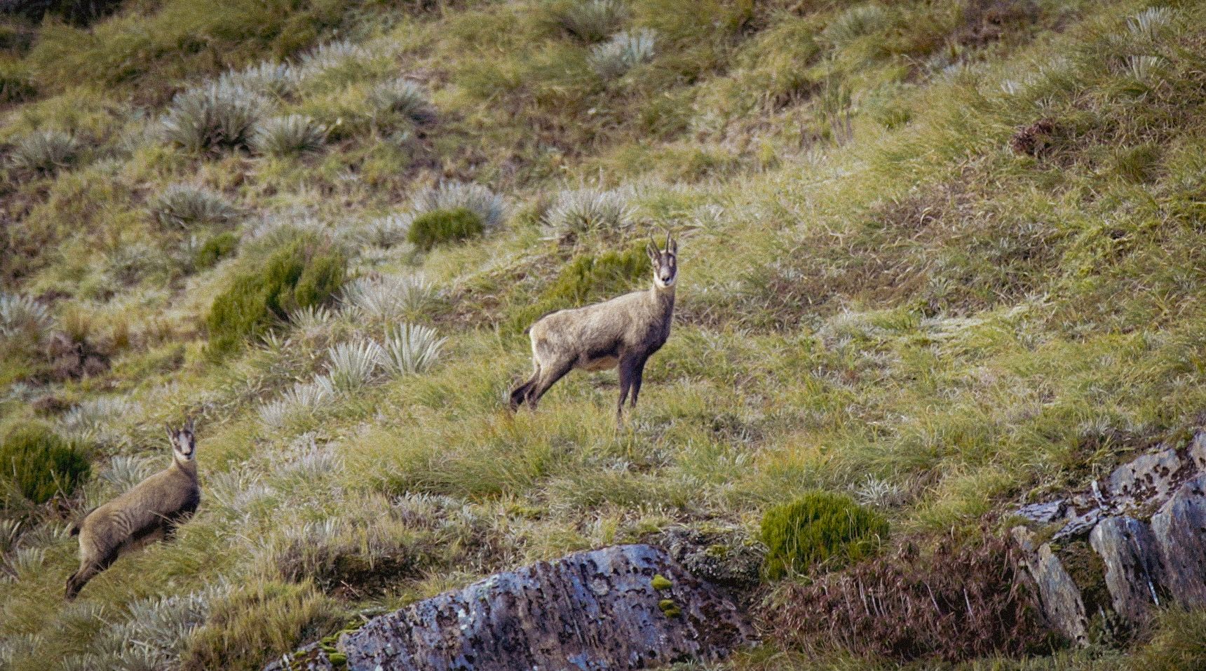 Two chamois on a steep tussock face, the nearer one turned to watch