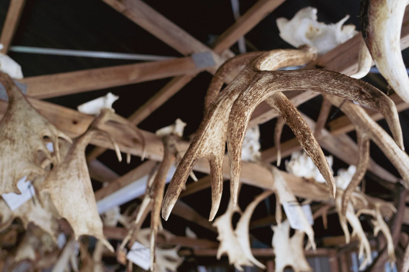 Red stag and fallow antlers on skull plates hanging from the rafters of a shed, each with a paper identification tag
