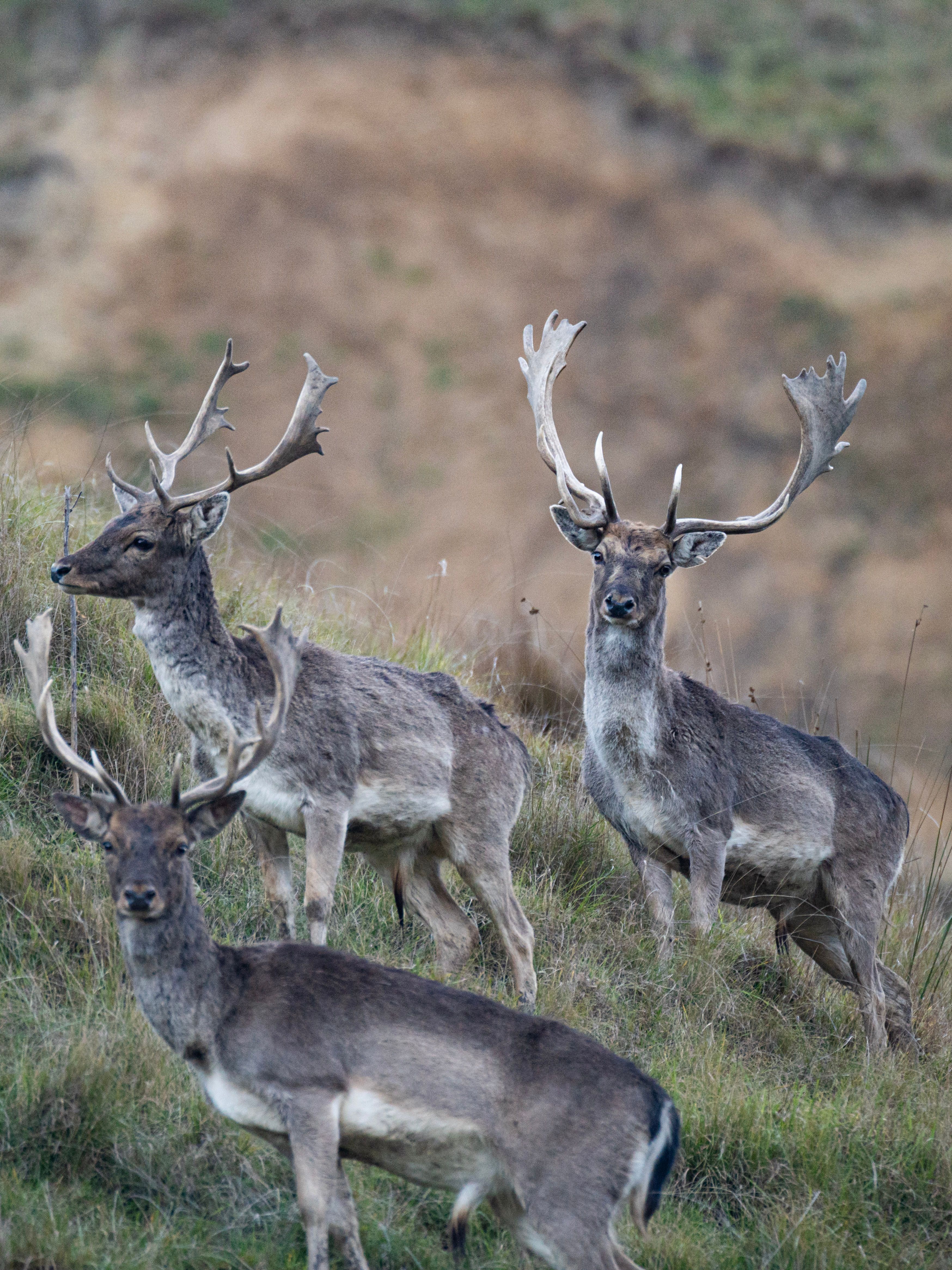 Three fallow bucks in hard antler on a grassy hill face in New Zealand, the nearest looking at the camera