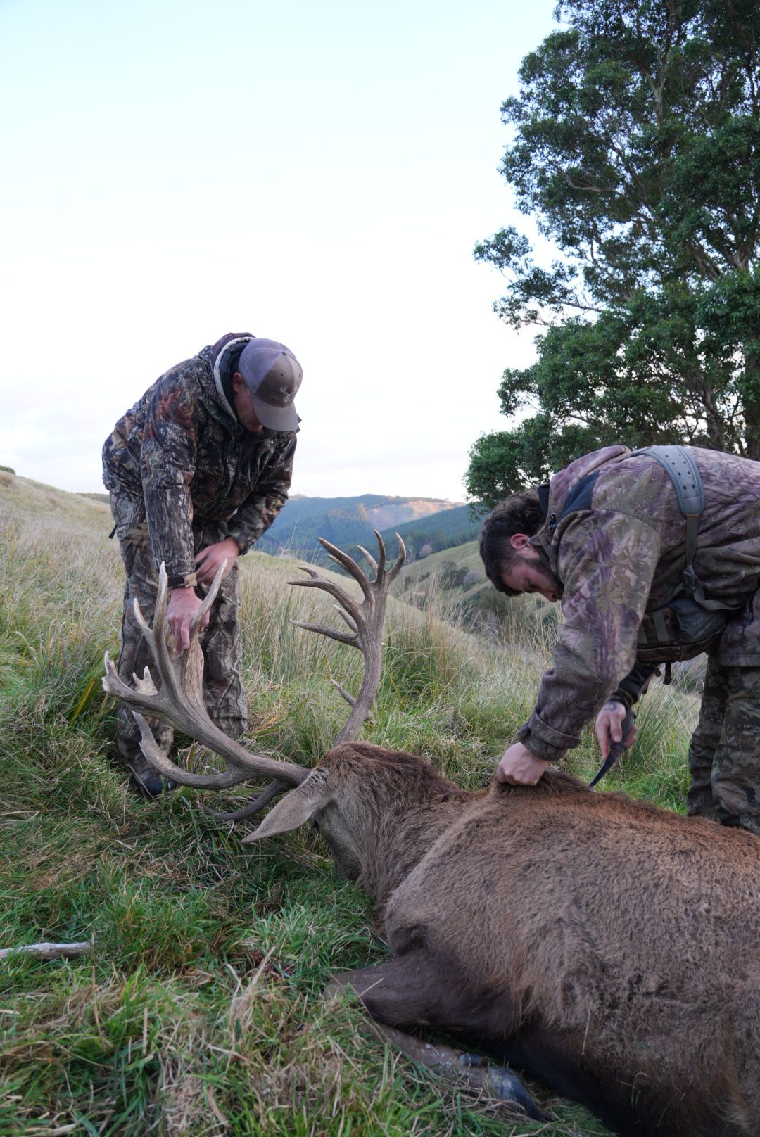 Two hunters caping a red stag on open hill country in New Zealand