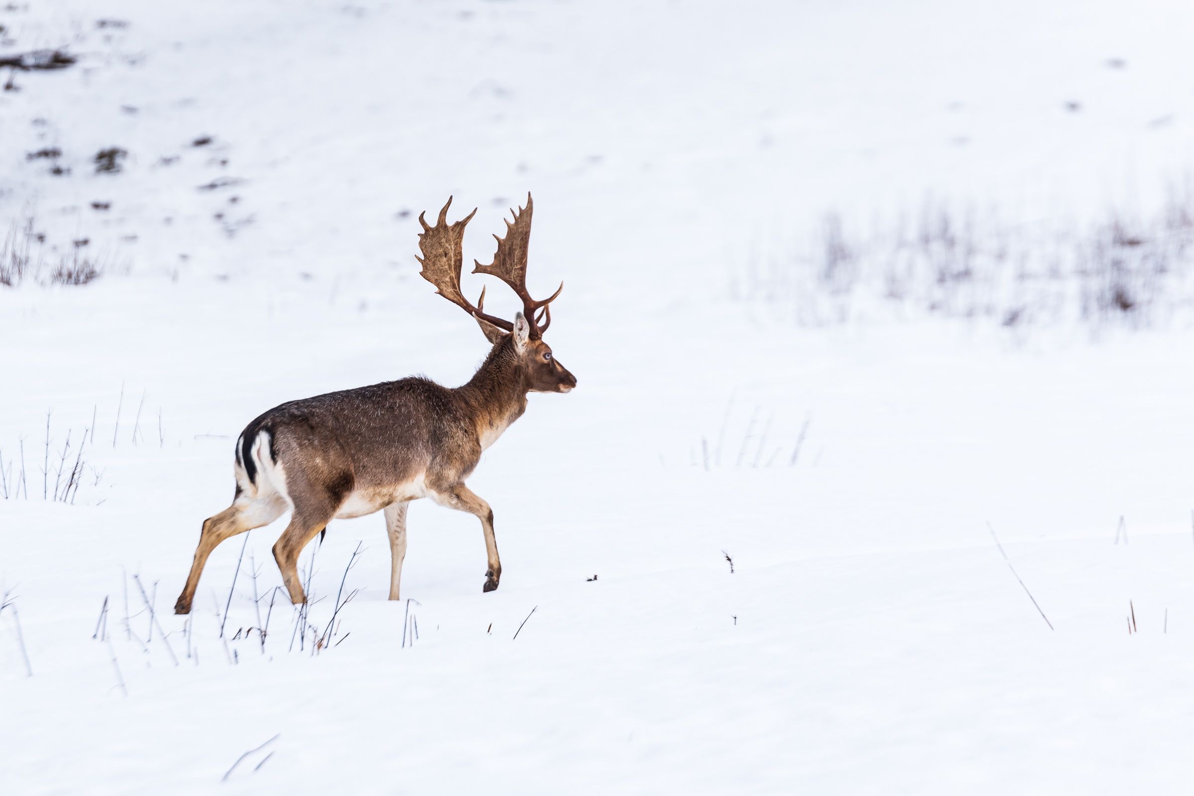 Doddsy's Hunting gallery photo 8