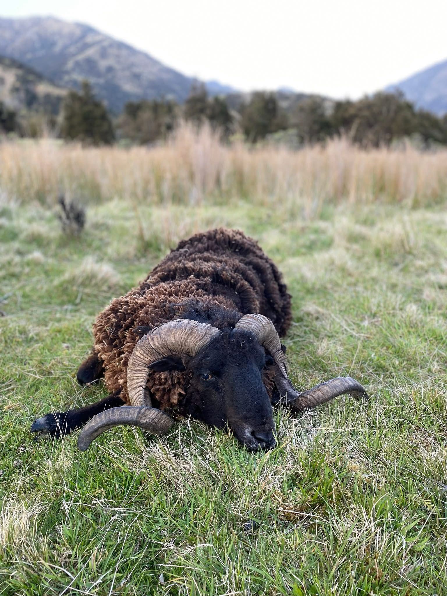 A dark ram with curled horns lying in the tussock after a hunt