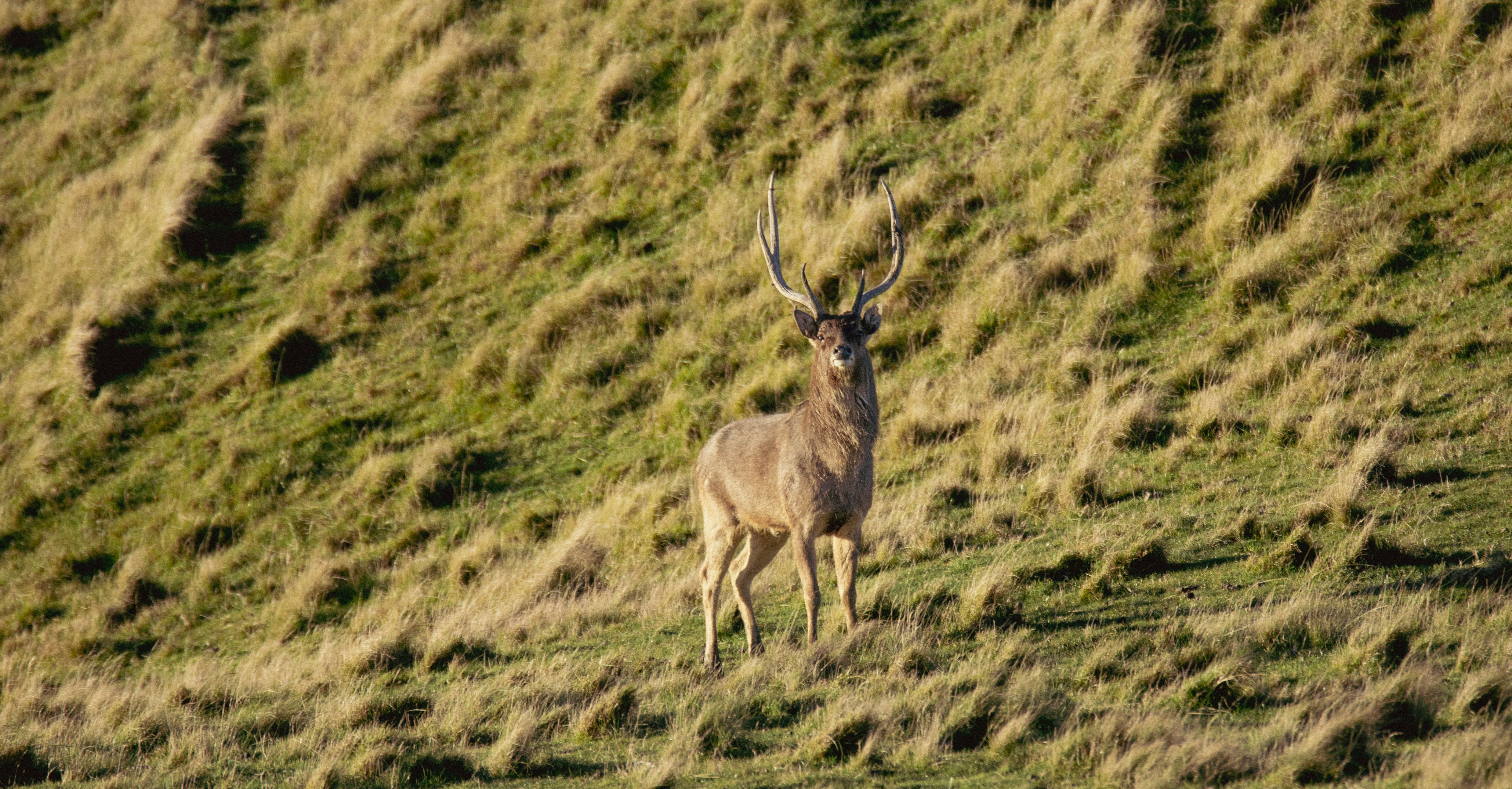 Rusa stag with tall lyre-shaped antlers on a sunlit tussock face