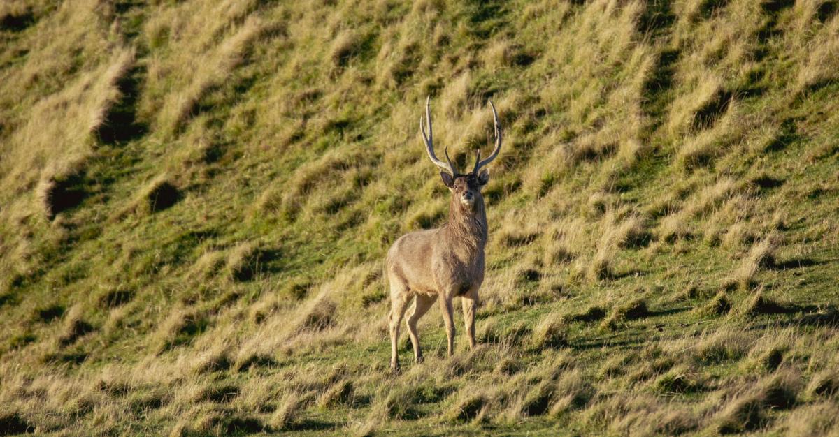 Rusa stag with tall lyre-shaped antlers on a sunlit tussock face