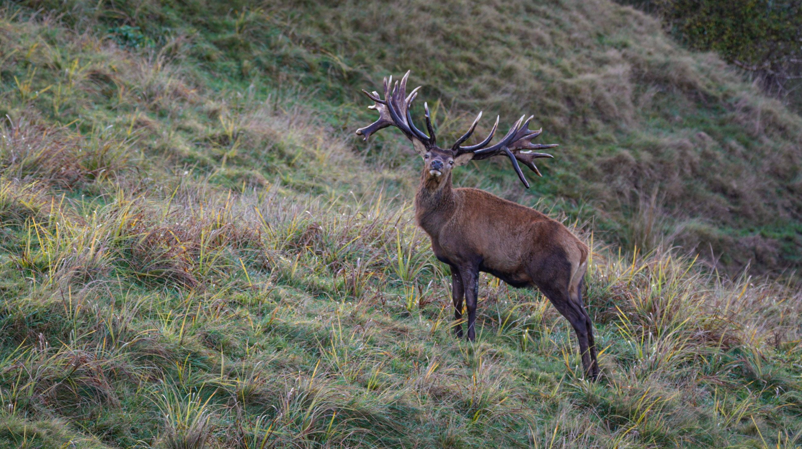 Wide-beamed red stag in hard antler facing the camera on a rank grass hill face