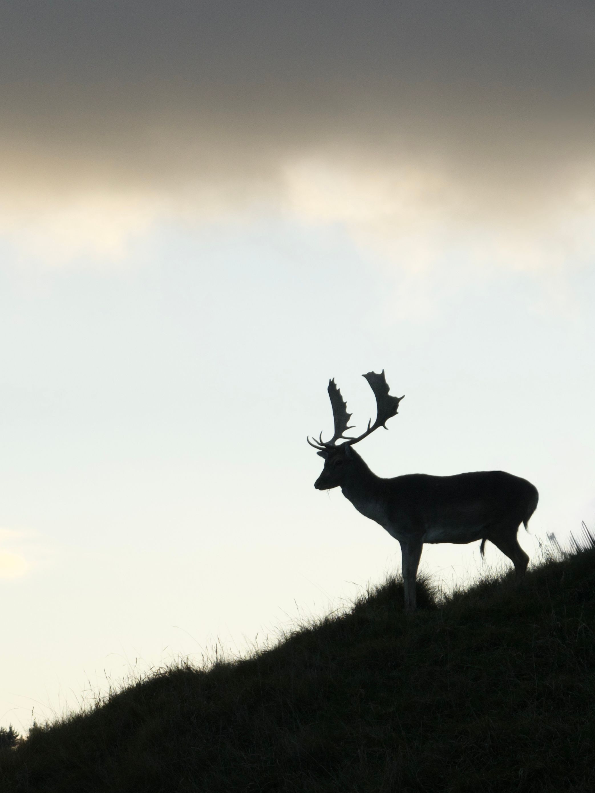 Fallow buck silhouetted on a ridgeline at dusk in New Zealand.
