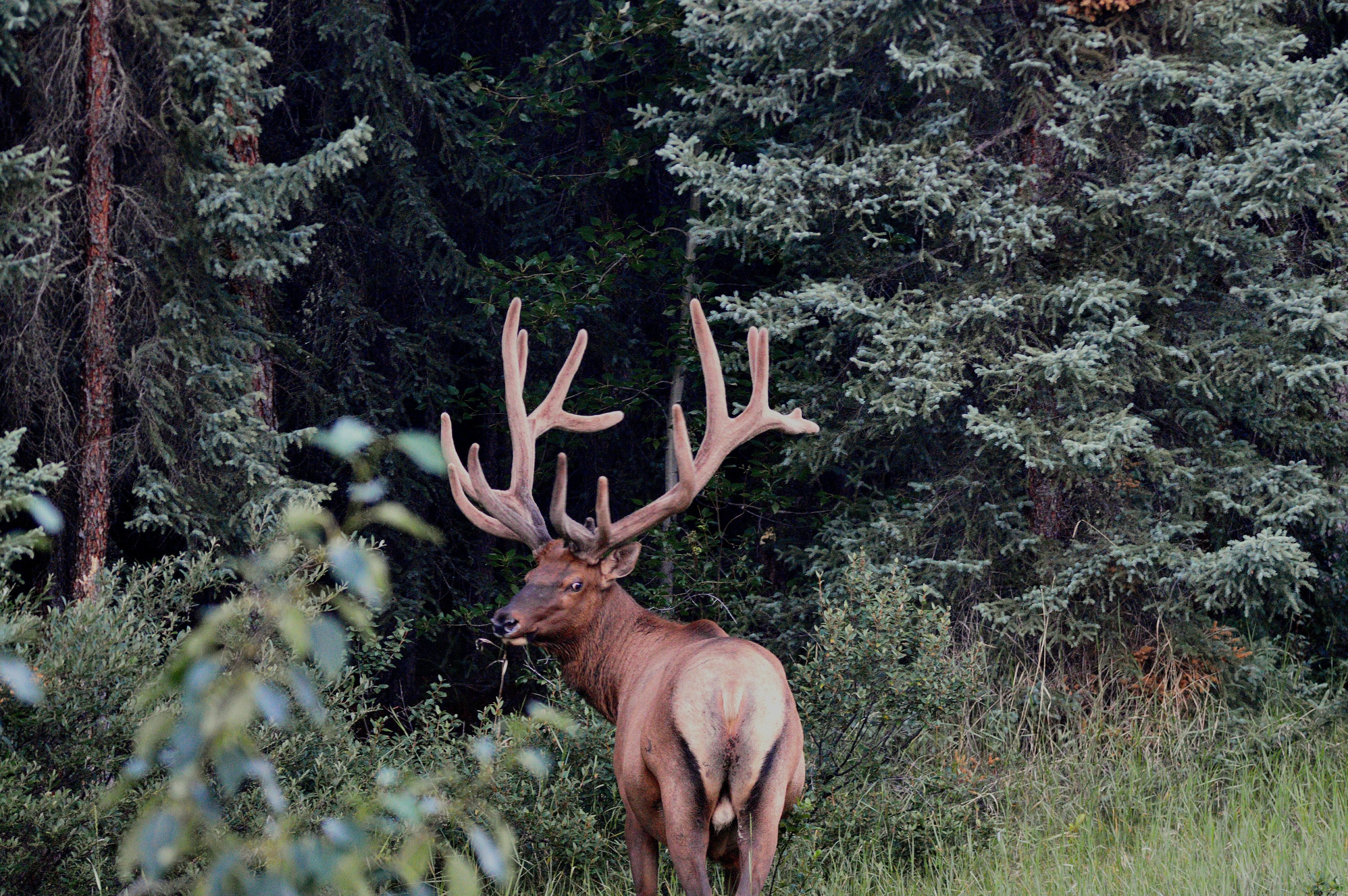 A bull elk with a big rack standing in native bush